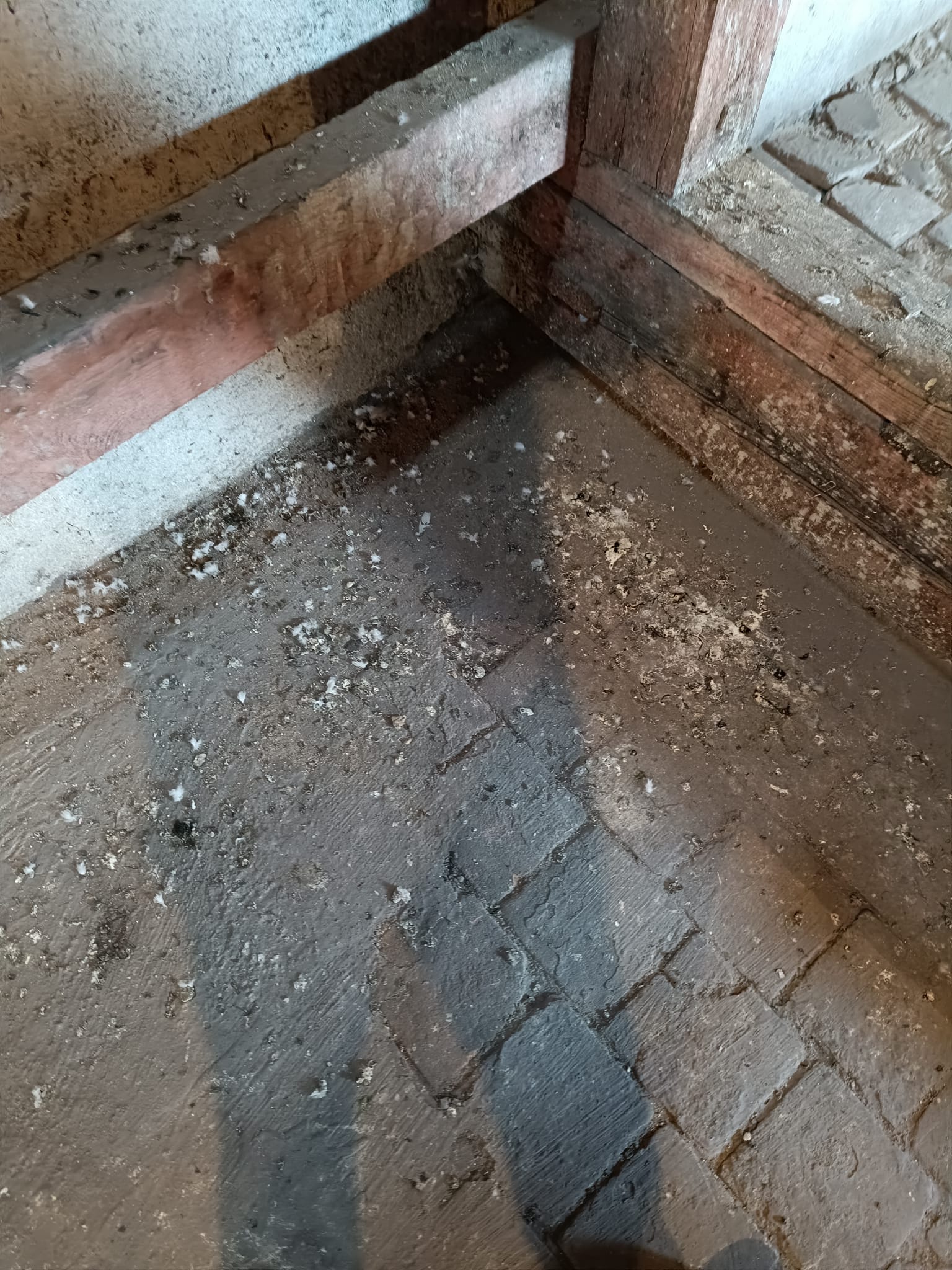 Holubí trus znamená víc než špínu